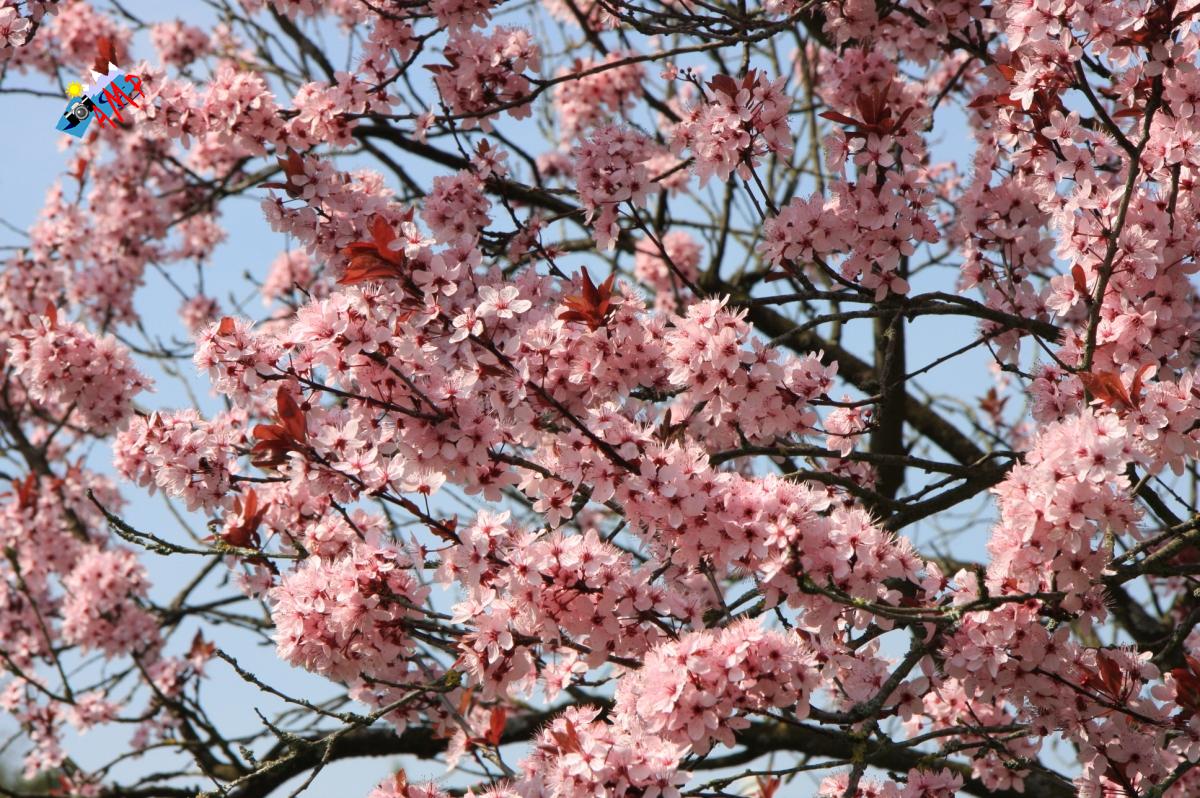 N2009-04_11A_IMG_2854_HG