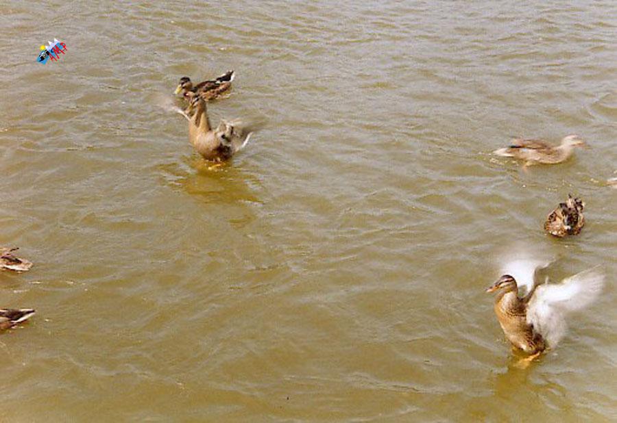 Canard-1999-faune268aG_HG
