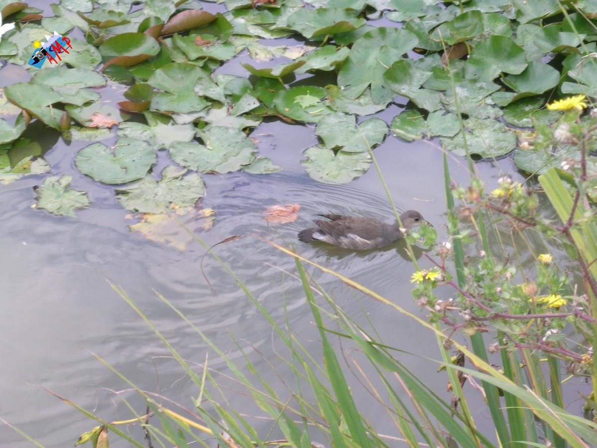 Canard-2008-DSCN0119_HG