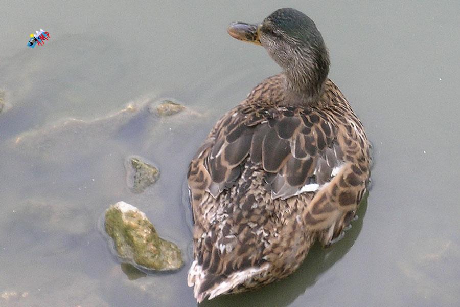 Canard-2008-DSCN0120-G_HG
