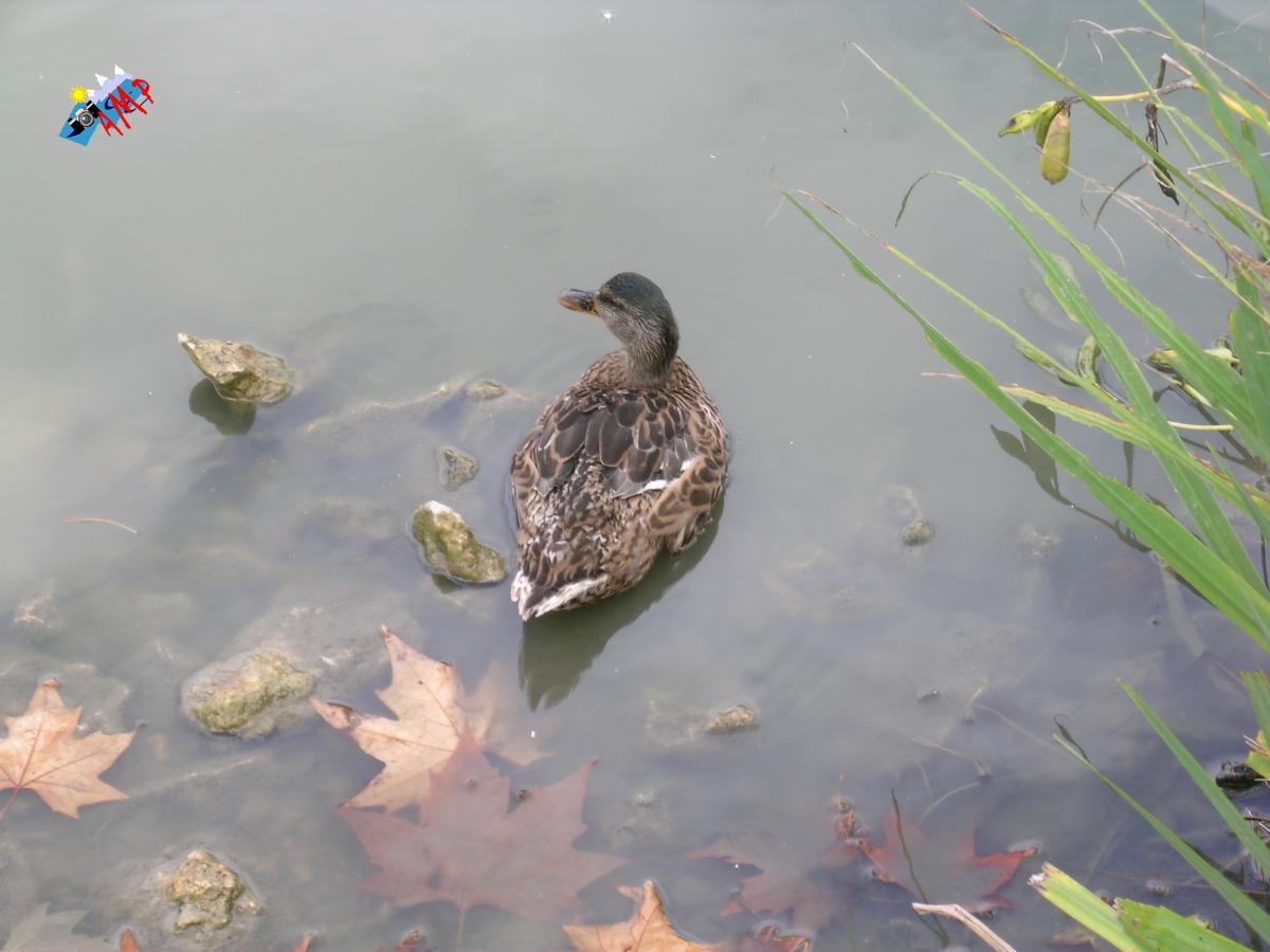 Canard-2008-DSCN0120_HG