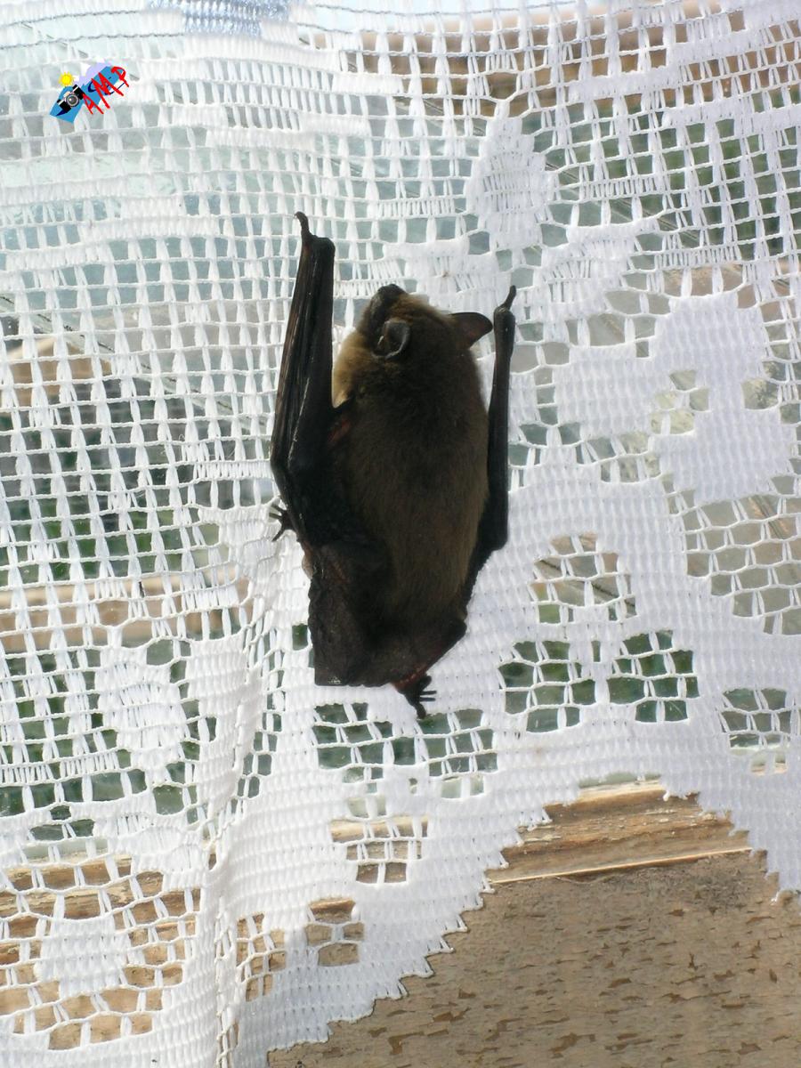 Chauve_souris2004-DSCN8408_HG