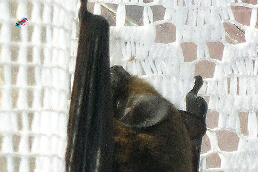 Chauve_souris2004-DSCN8410aGP_HG