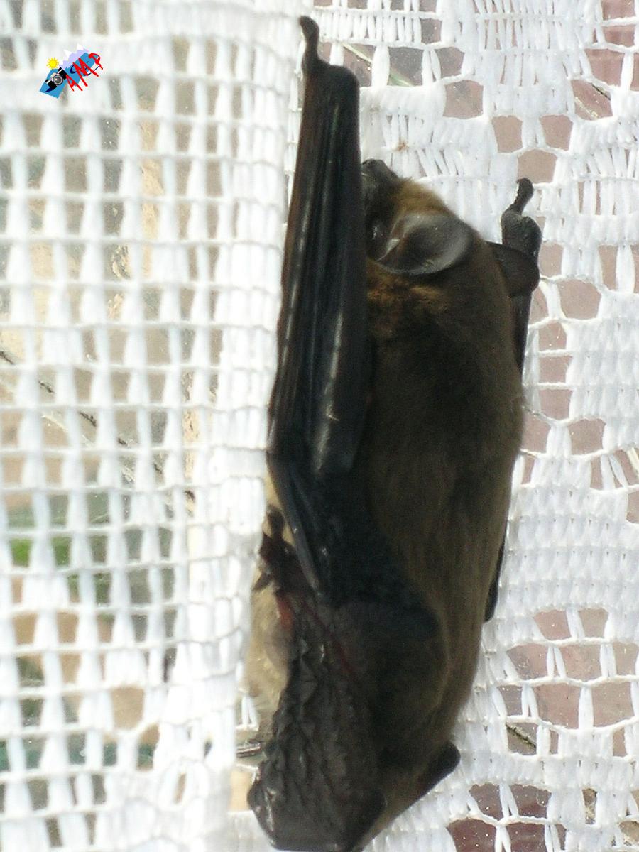 Chauve_souris2004-DSCN8410a_HG