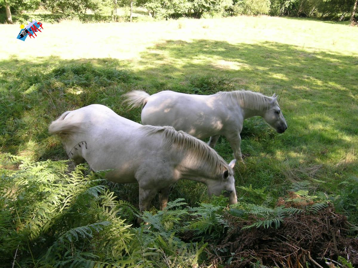 Cheval-2003-DSCN1671_HG