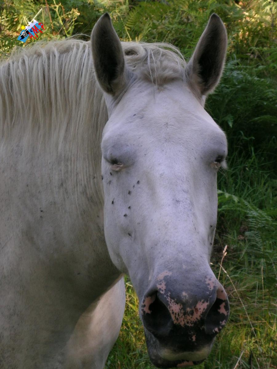 Cheval-2003-DSCN1672_HG