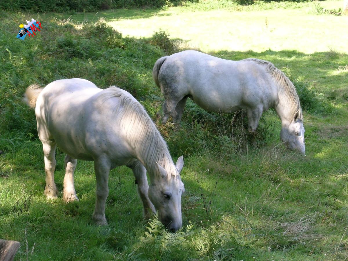 Cheval-2003-DSCN1674_HG