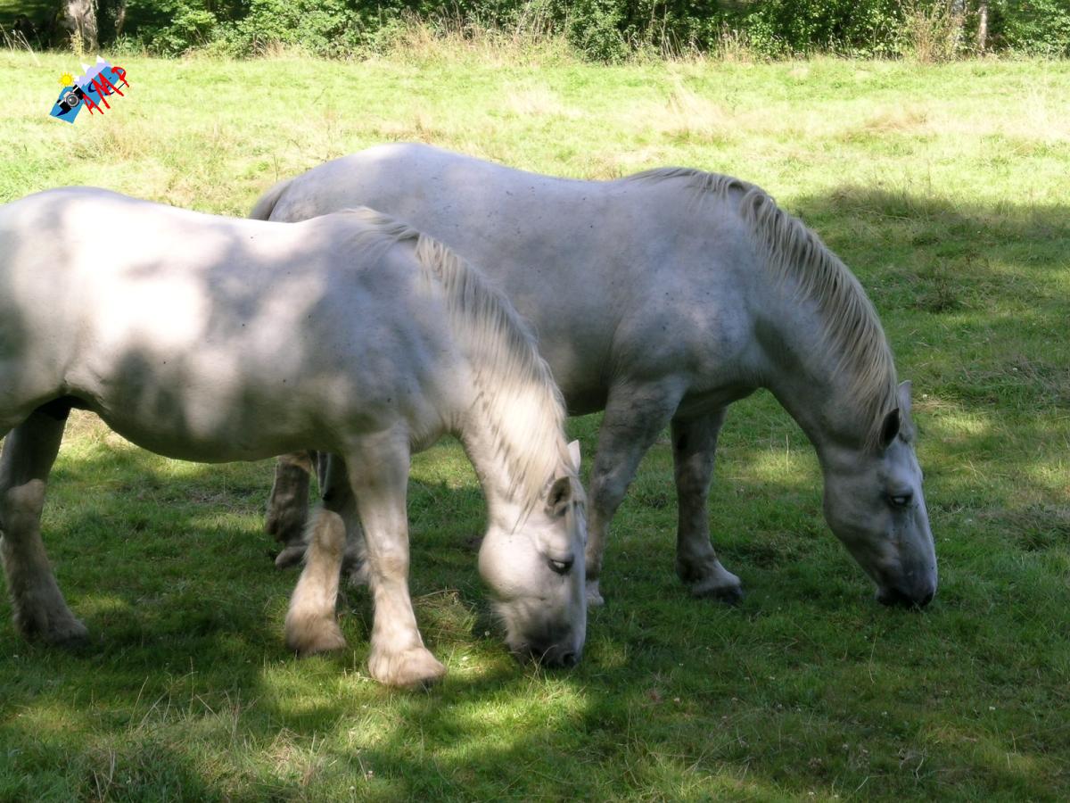 Cheval-2003-DSCN1677_HG