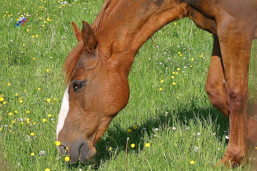 Cheval-2008_7561-GP_HG