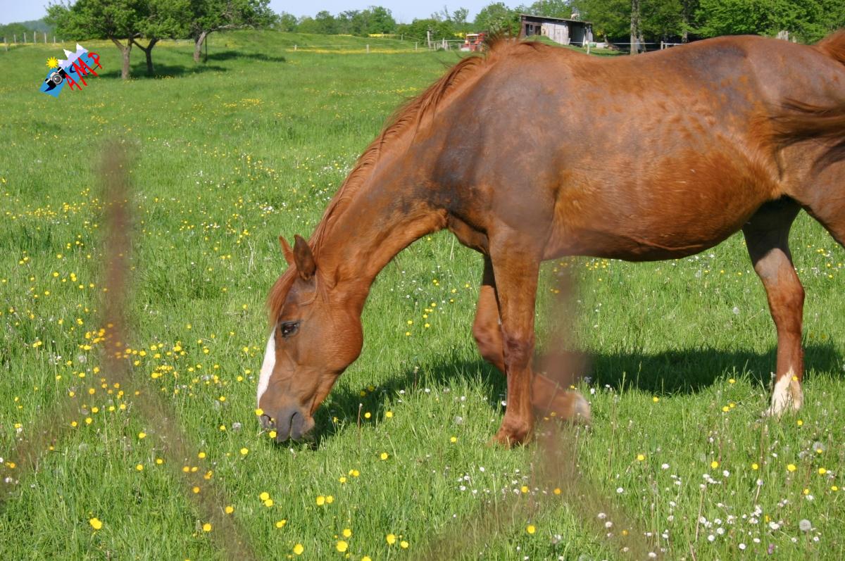Cheval-2008_7561_HG