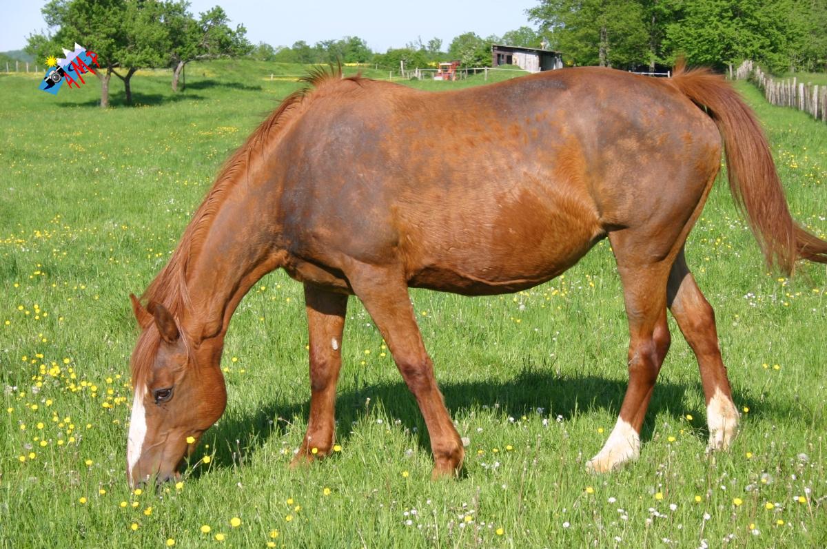 Cheval-2008_7562_HG