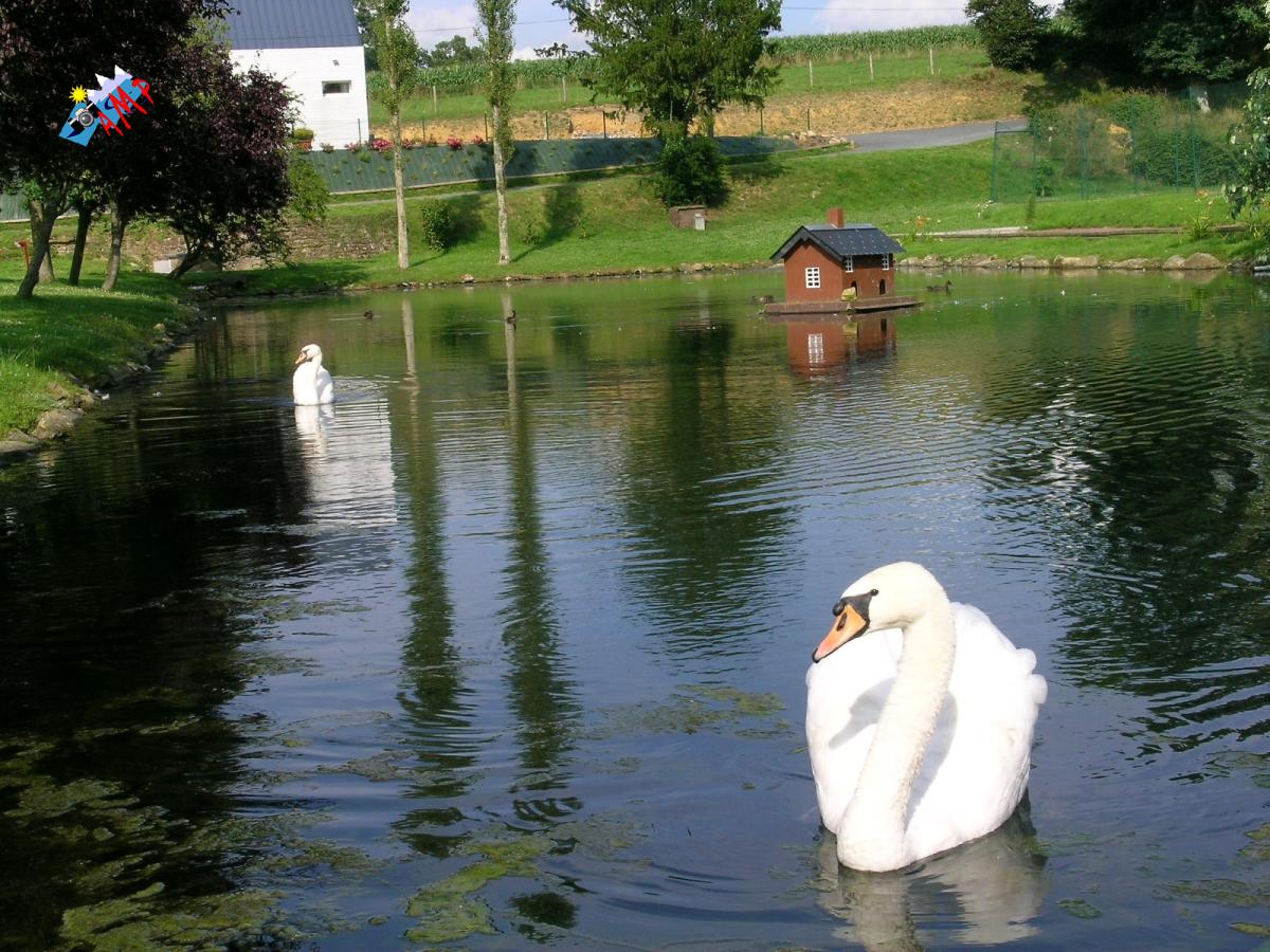 Cygne-2004-DSCN0999_HG