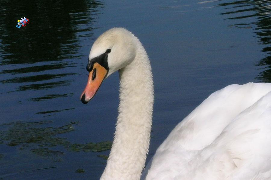 Cygne-2004-DSCN1000-GP_HG