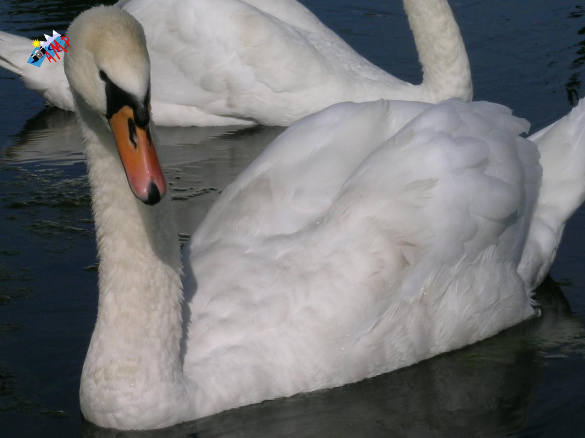 Cygne-2004-DSCN1002_HG