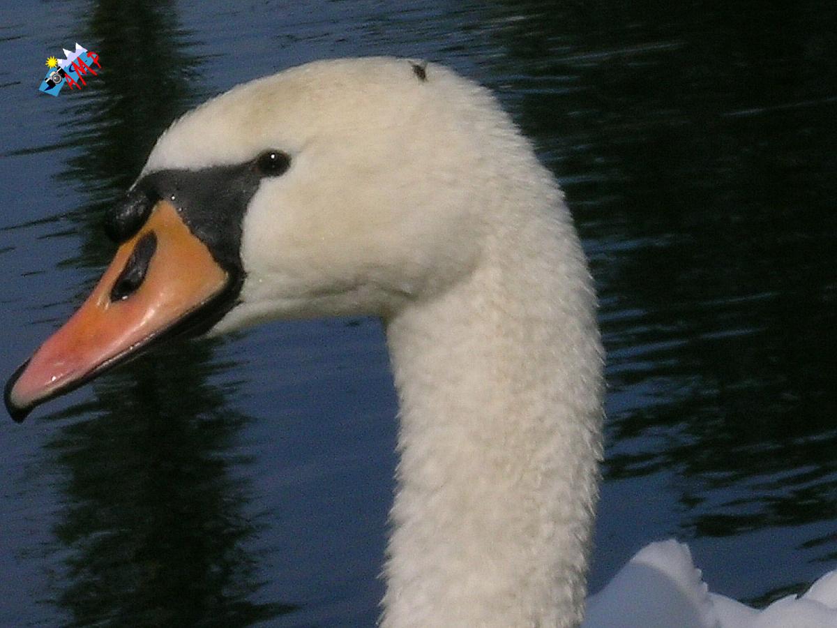 Cygne-2004-DSCN1004a_HG