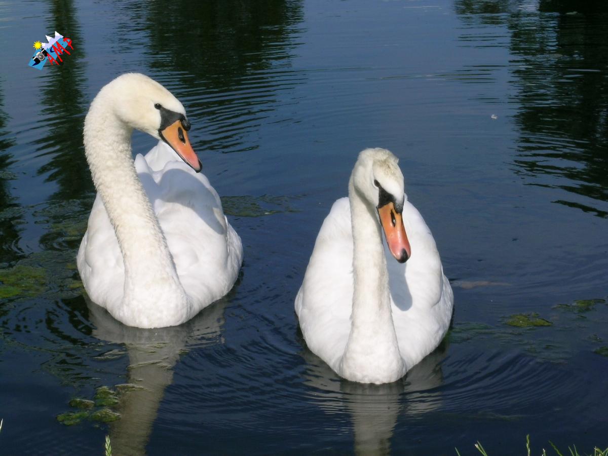 Cygne-2004-DSCN1005_HG