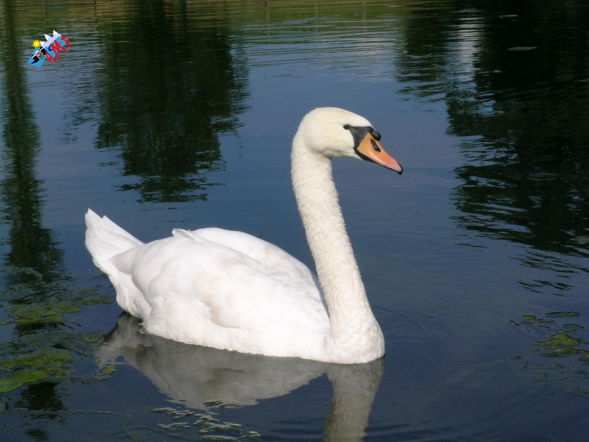 Cygne-2004-DSCN1007_HG