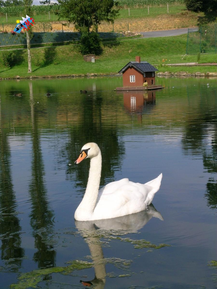 Cygne-2004-DSCN1011_HG