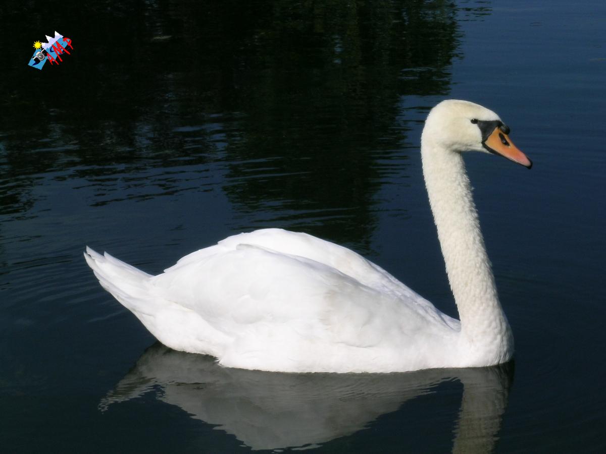 Cygne-2004-DSCN1014_HG