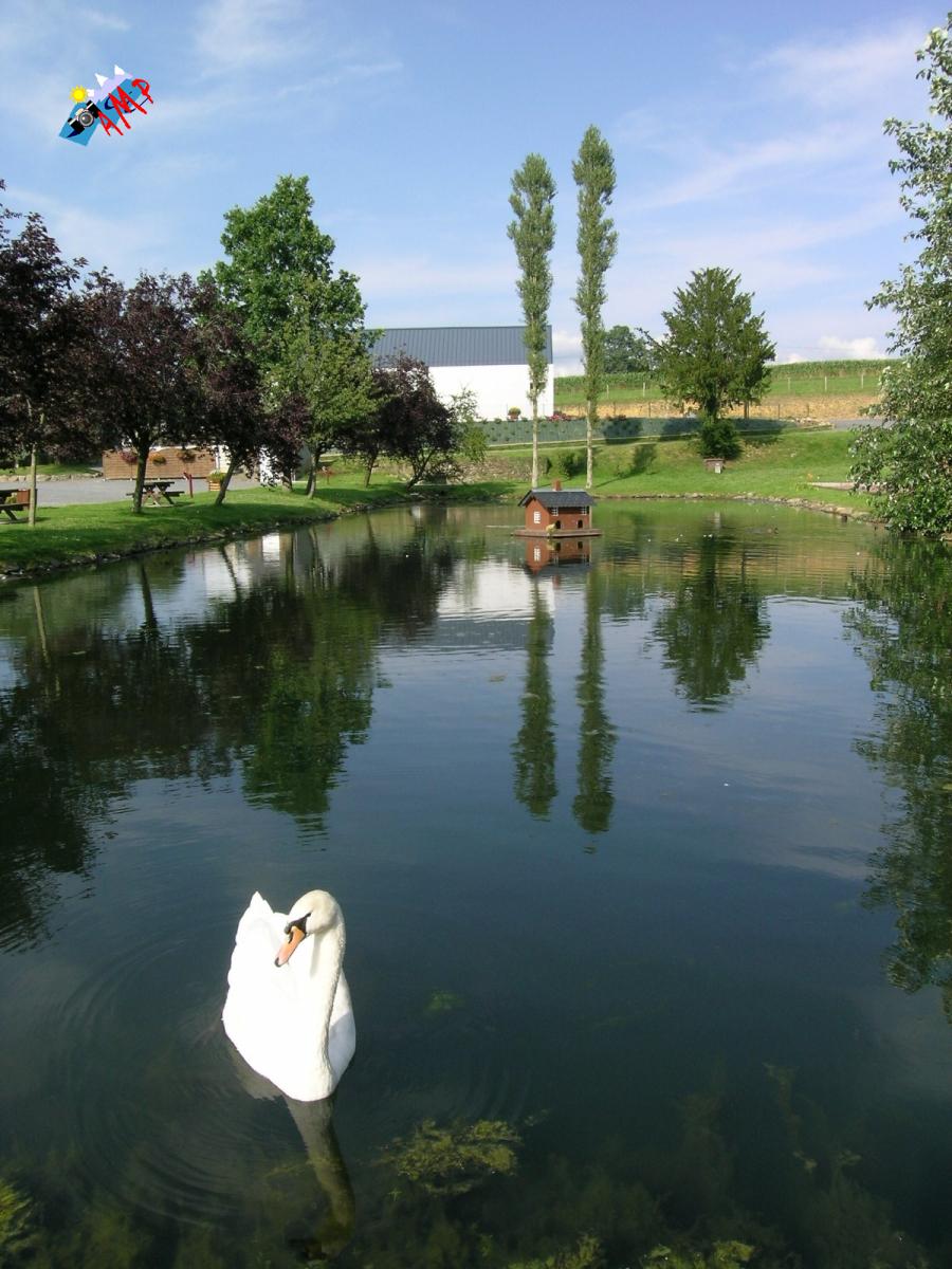 Cygne-2004-DSCN1017_HG