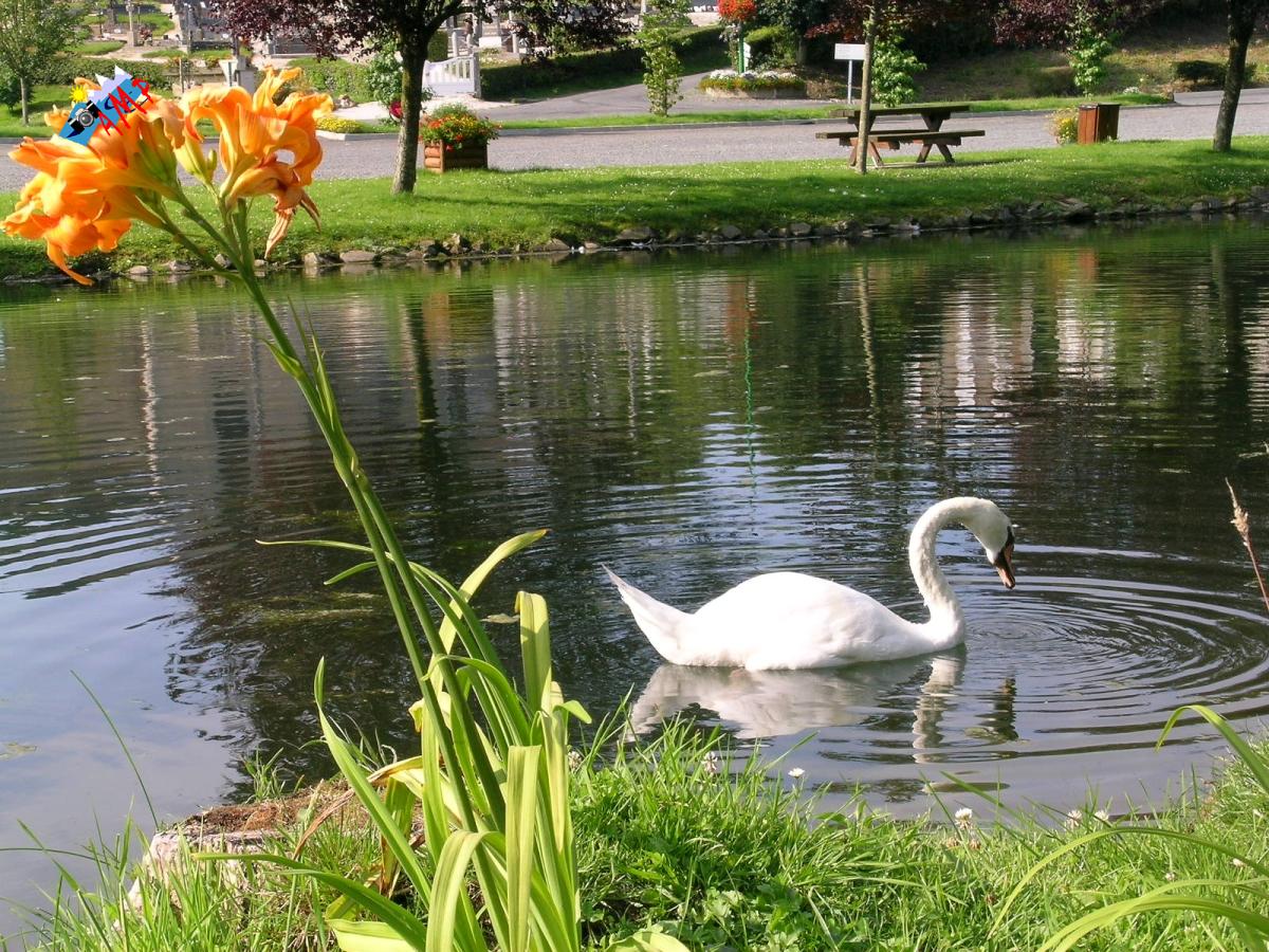 Cygne-2004-DSCN1021_HG