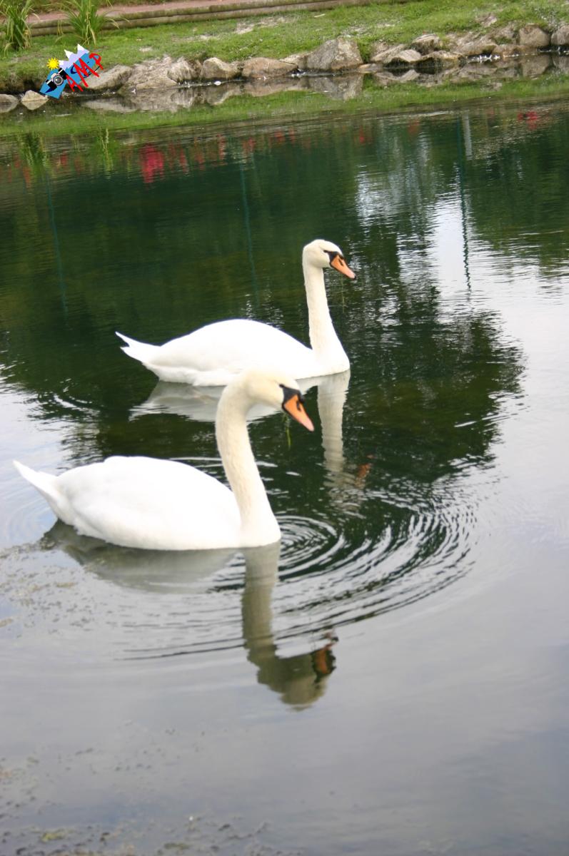 Cygne-2005-IMG_2164_HG