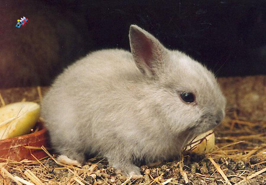 Lapin-1999-faune294aG_HG