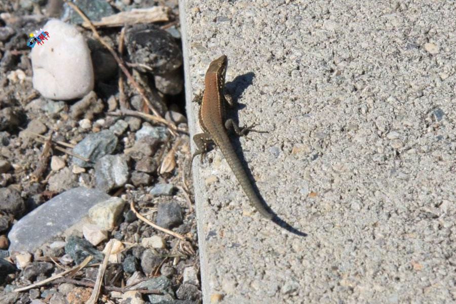 Lézard-2008-IMG_3189-GP_HG