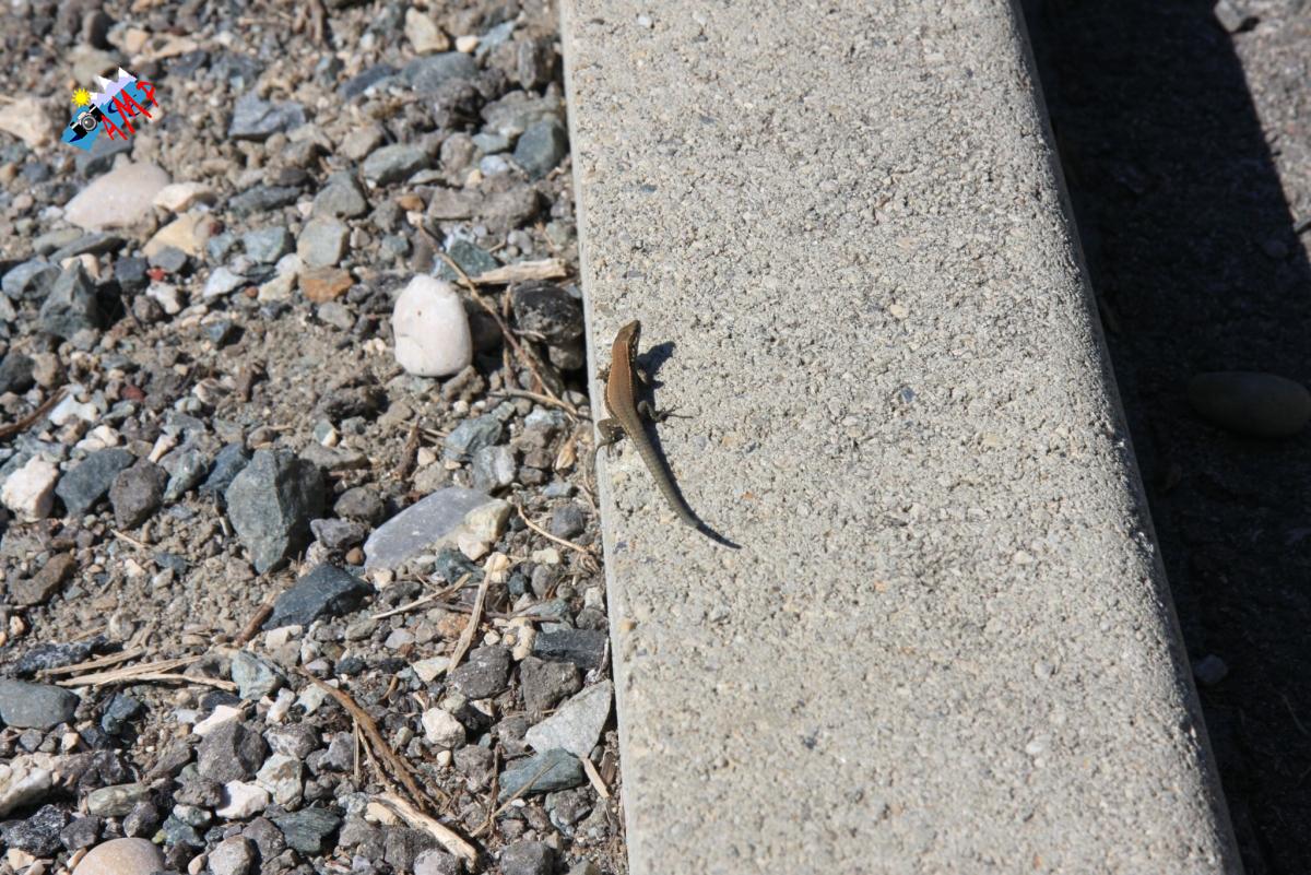 Lézard-2008-IMG_3189_HG