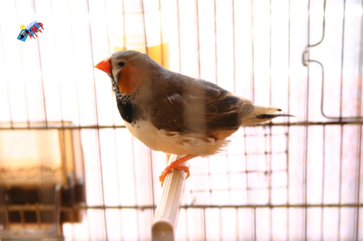 Mandarin-2008-IMG_5245_HG