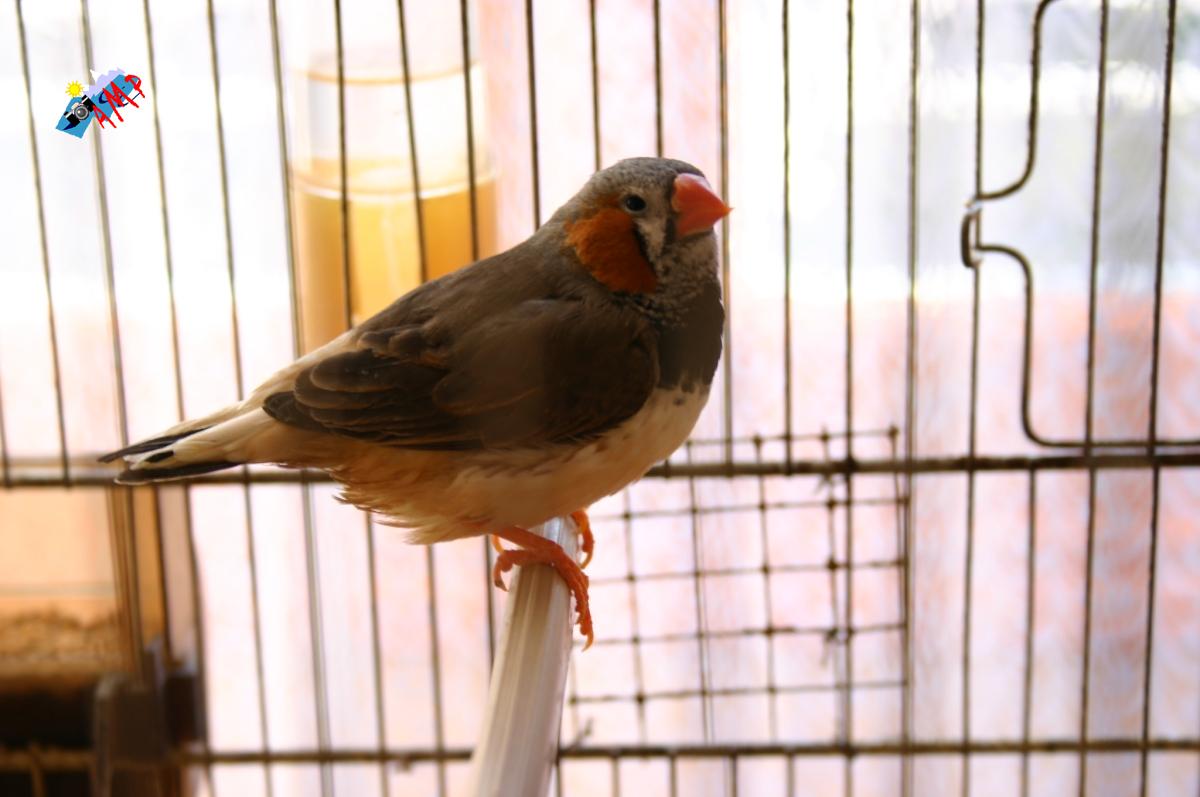 Mandarin-2008-IMG_5246_HG