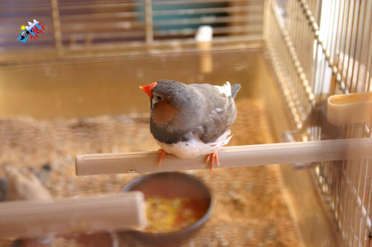 Mandarin-2008-IMG_5266_HG