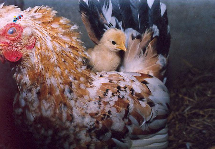 Poussin-1999-faune257a001-G_HG