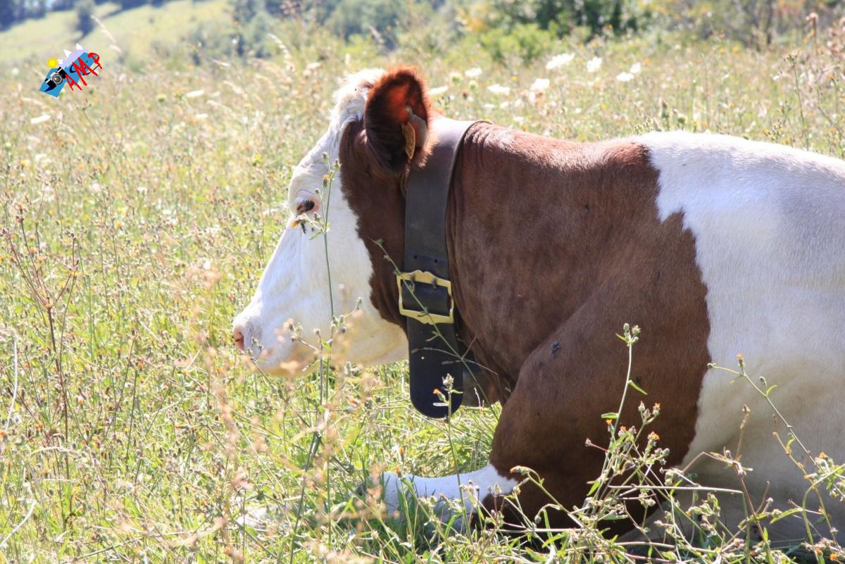 Vache-2008-IMG_3199_HG