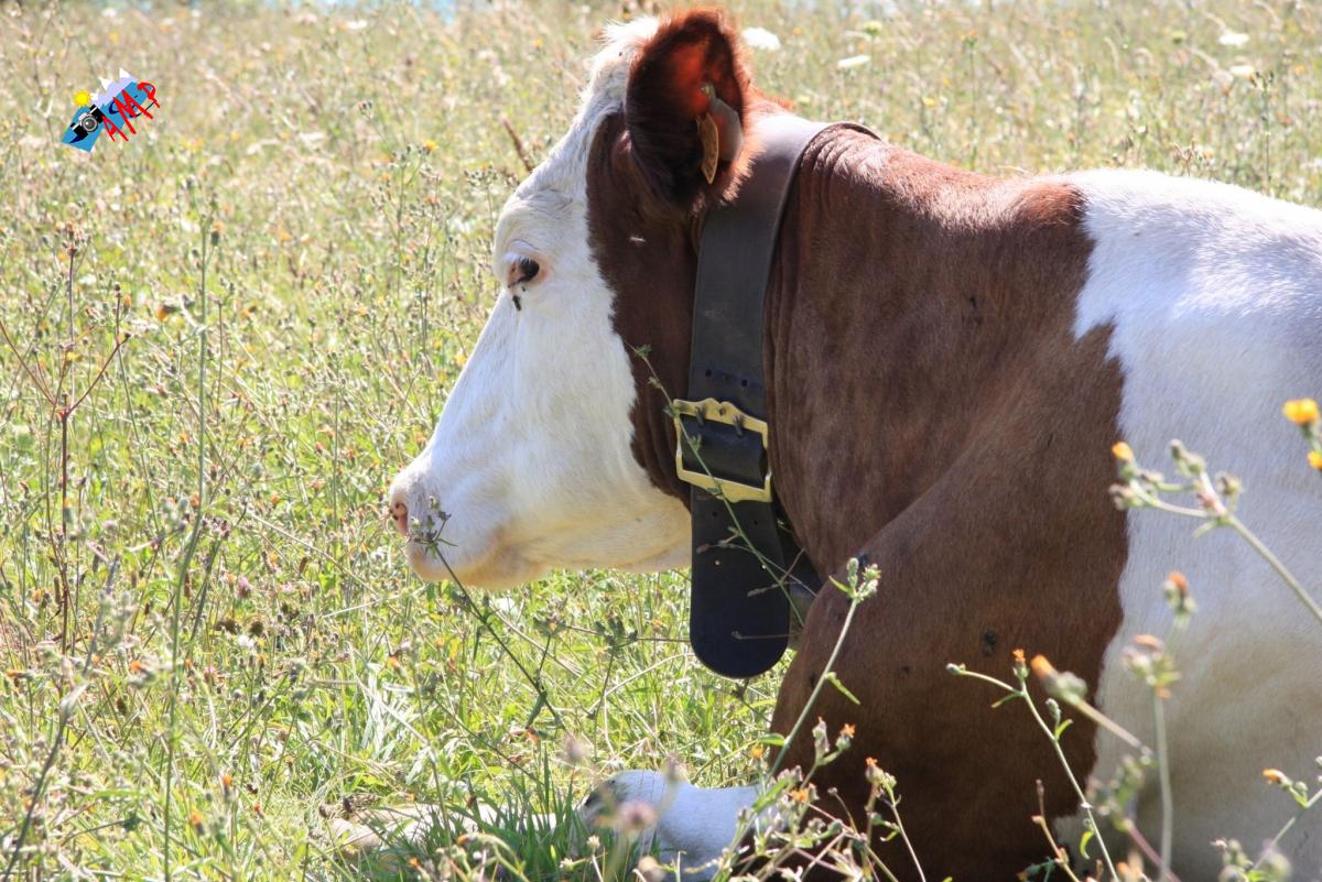 Vache-2008-IMG_3200_HG