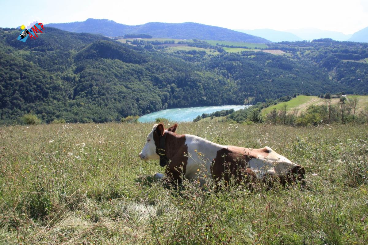 Vache-2008-IMG_3201_HG