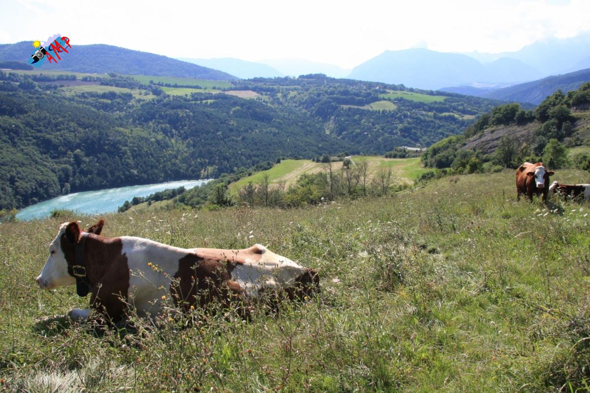 Vache-2008-IMG_3202_HG
