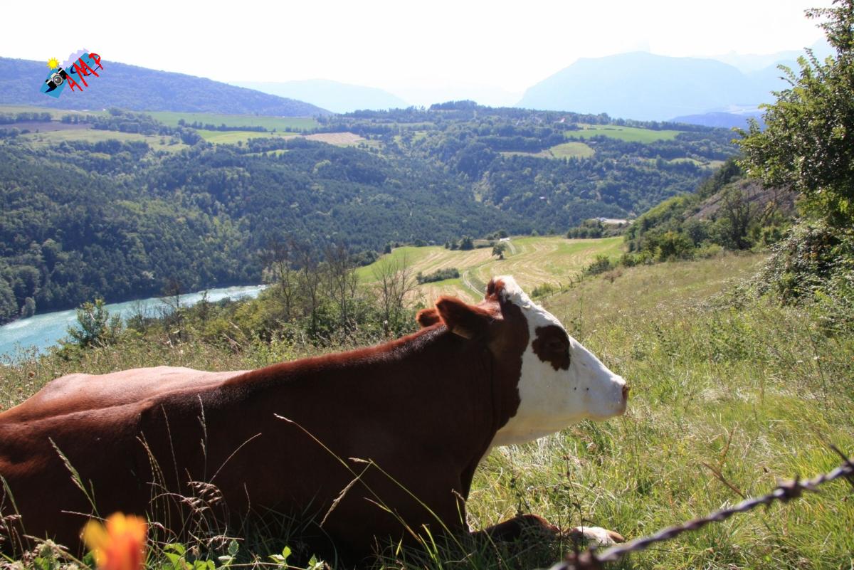 Vache-2008-IMG_3203_HG