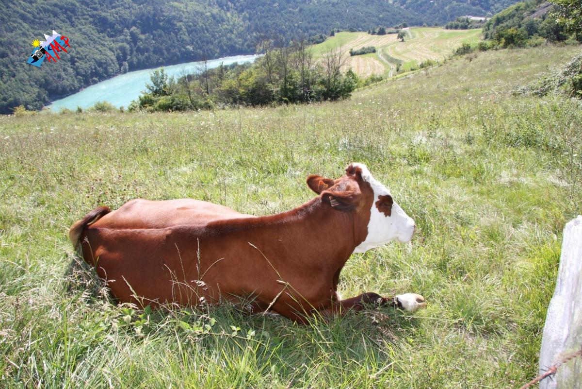Vache-2008-IMG_3205_HG