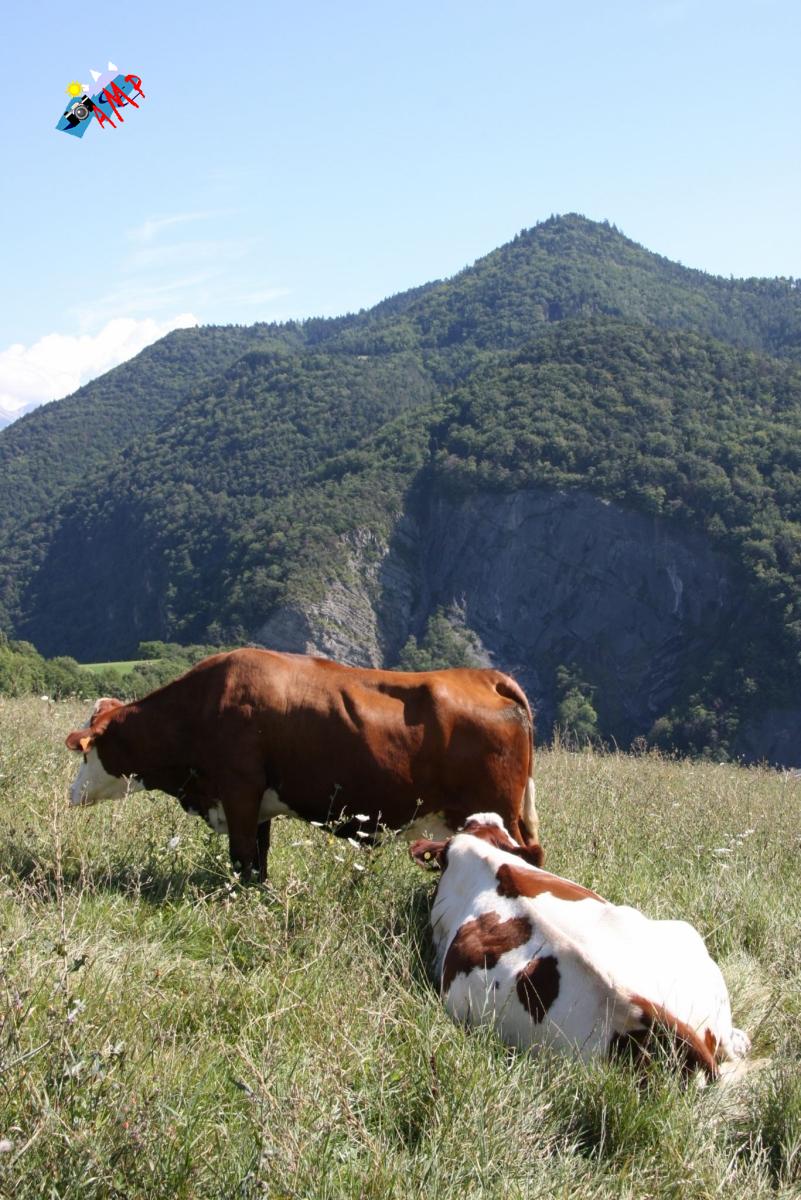 Vache-2008-IMG_3206_HG