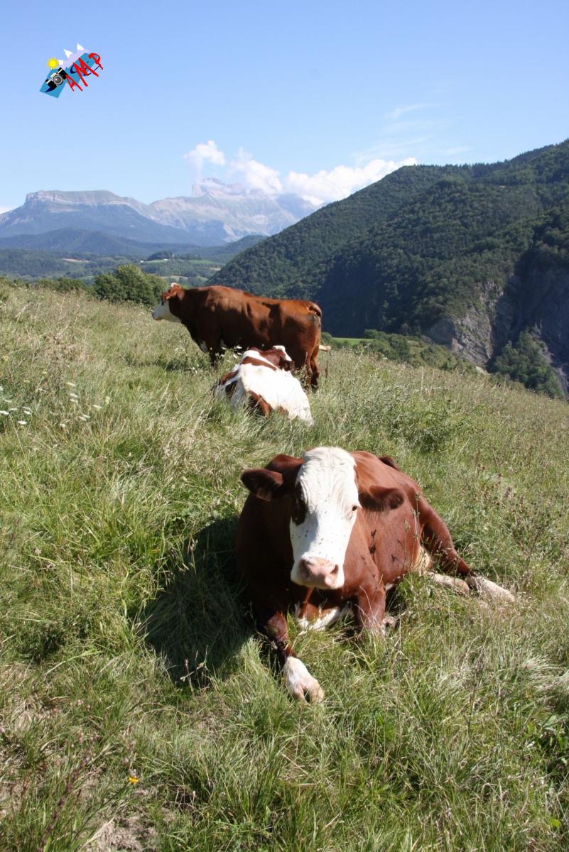 Vache-2008-IMG_3207_HG