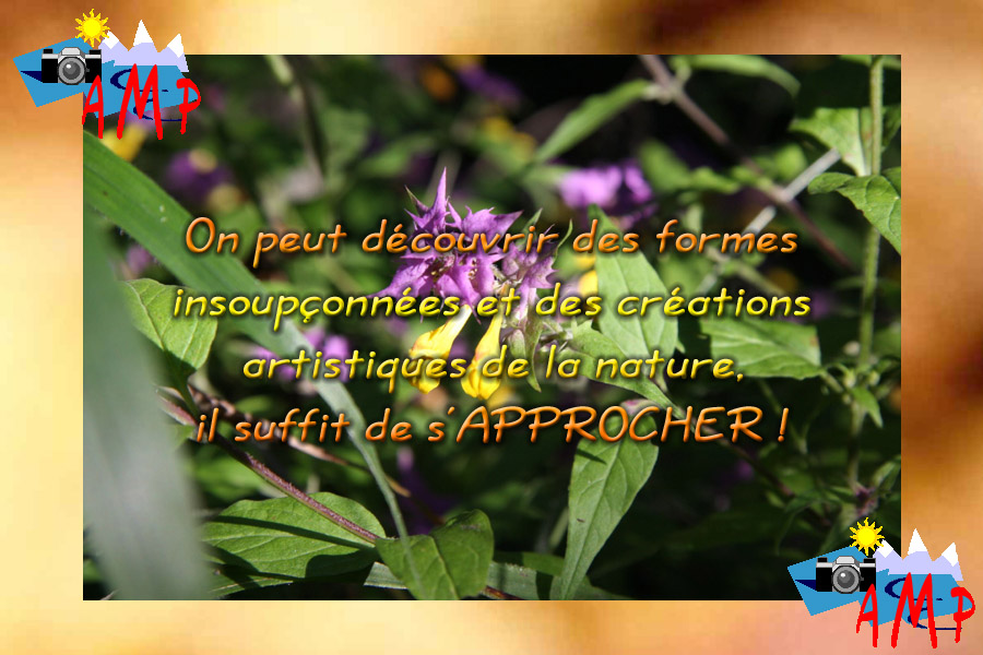 001-AMPtete-1A