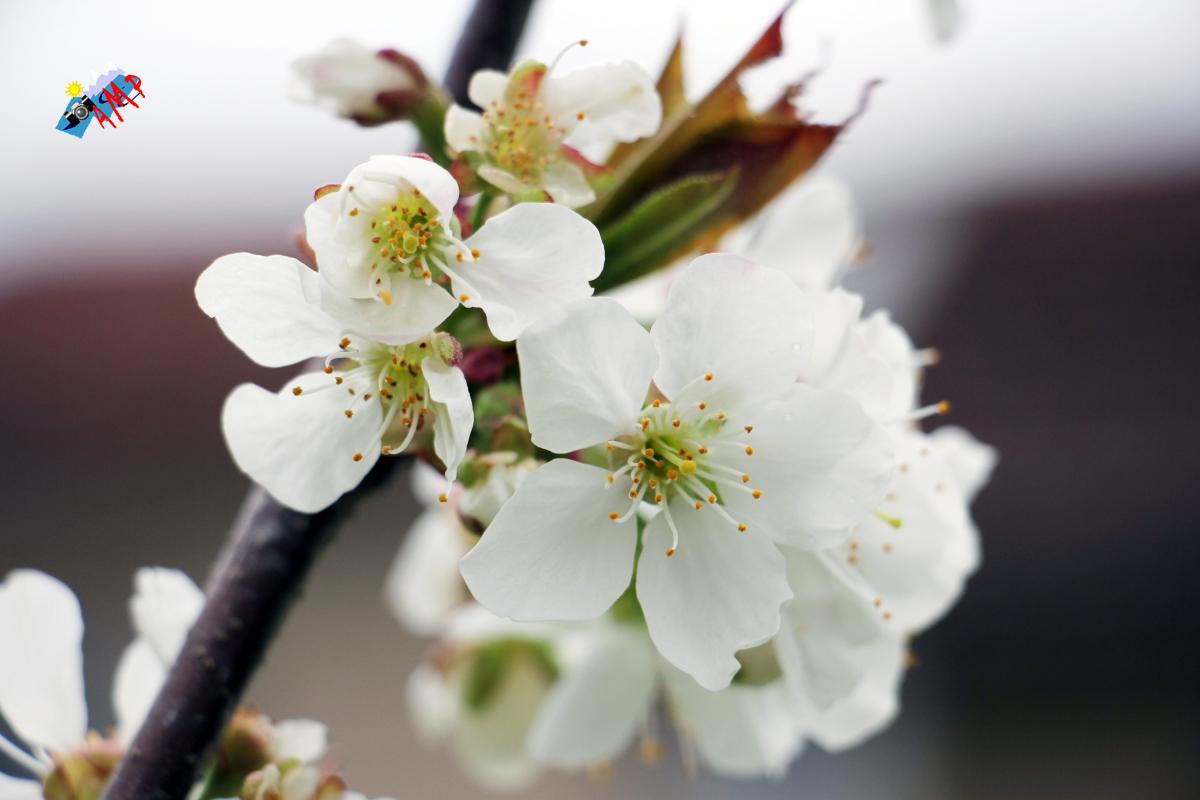 N2015-04_17_IMG_8487_HG
