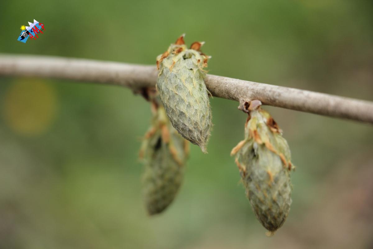 N2022-04_03A_IMG_0170-Glycine_HG