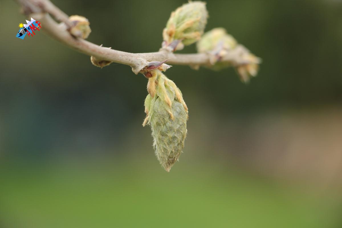 N2022-04_03A_IMG_0172-Glycine_HG