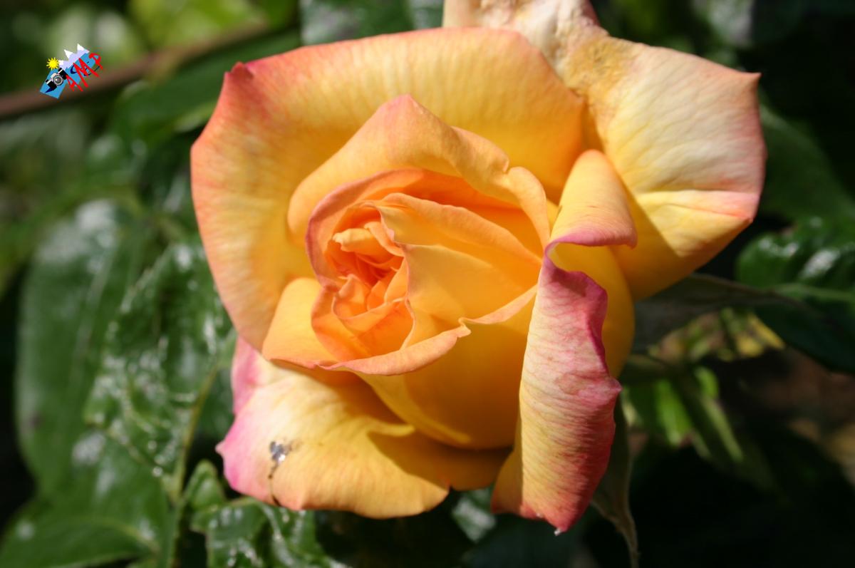 2008_7806_HG