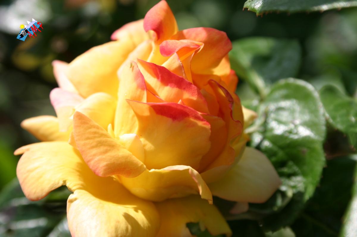 2008_7812_HG