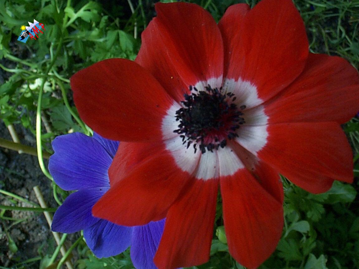 2000-DCP01100_HG