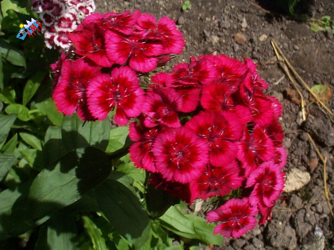 2000-DCP01104_HG