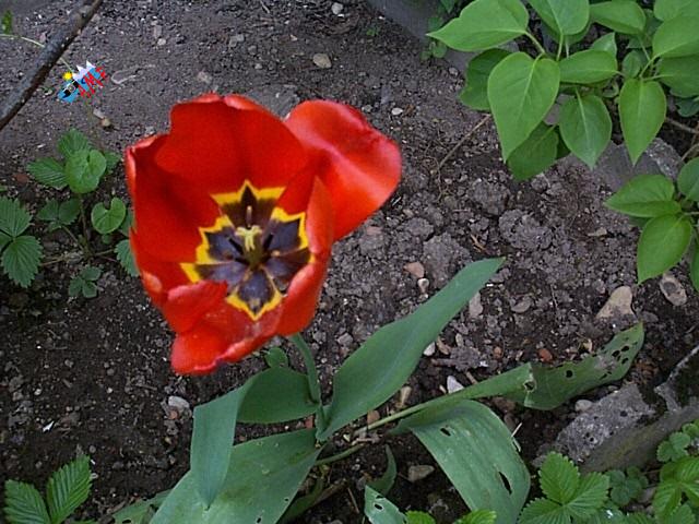 Tulipe-1999-DCP00296_HG